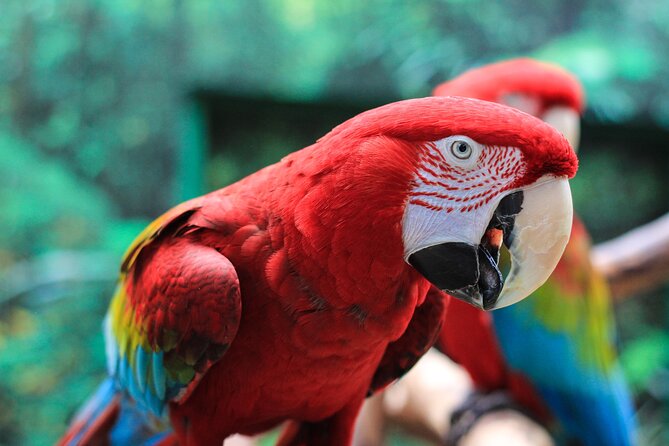 Bloedel Conservatory Admission Ticket - The one stop that matters: entering the Bloedel dome