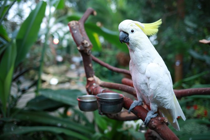 Bloedel Conservatory Admission Ticket - Comfort and practical setup: benches, warmth, and little breaks