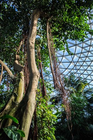 Bloedel Conservatory Admission Ticket - Getting there: near public transit, but taxis can be tricky