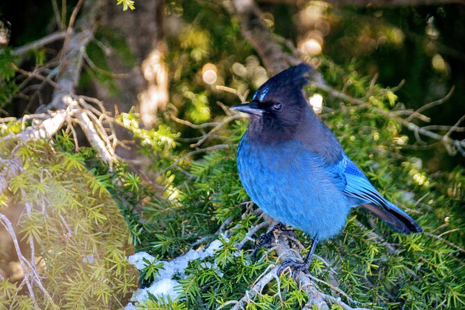 Photography & Advanced Hiking - Entering the day on the Sea-to-Sky Highway