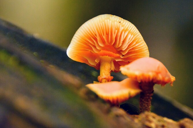 Photography in Rainforest & Suspension Bridge - What the hike feels like (and who it suits)