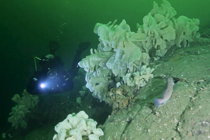 Scuba Dive Boat Charter in Vancouver (Certified Divers Only!) - Key highlights at a glance