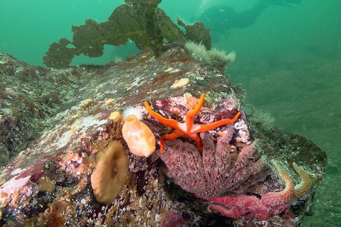 Scuba Dive Boat Charter in Vancouver (Certified Divers Only!) - Weather, health forms, and cold-water realities you should plan for