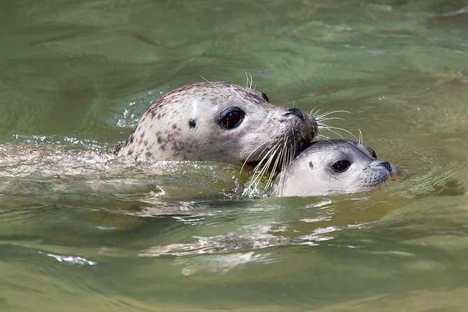 Snorkel, Kayak, and Seal Adventure: Vancouver Boat Tour - Snacks, soup, and hot drinks: the comfort reset you didn’t know you needed