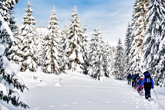 Snowshoe Through Vancouver's Winter Wonderland - Snowshoeing through winter forests: what you should expect on the trail
