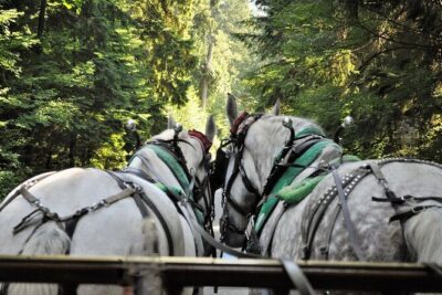 Stanley Park Horse Drawn Tour in Vancouver - Getting to the right place: 735 Stanley Park Dr meets Coal Harbour