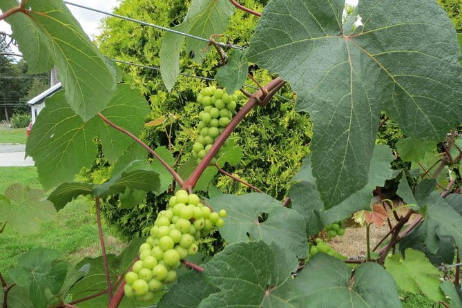 The Fraser Valley Winery Tour - Fraser Valley wine country without the hassle