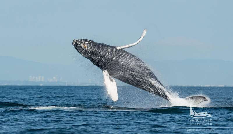 Vancouver, BC: Whale Watching Tour Small Zodiac with Guide - Key things that make this Vancouver zodiac tour worth your time