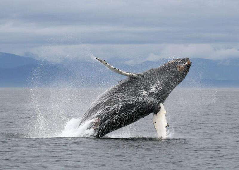 Vancouver, BC: Whale Watching Tour with Guide - Meeting in Richmond, then out toward the Gulf Islands