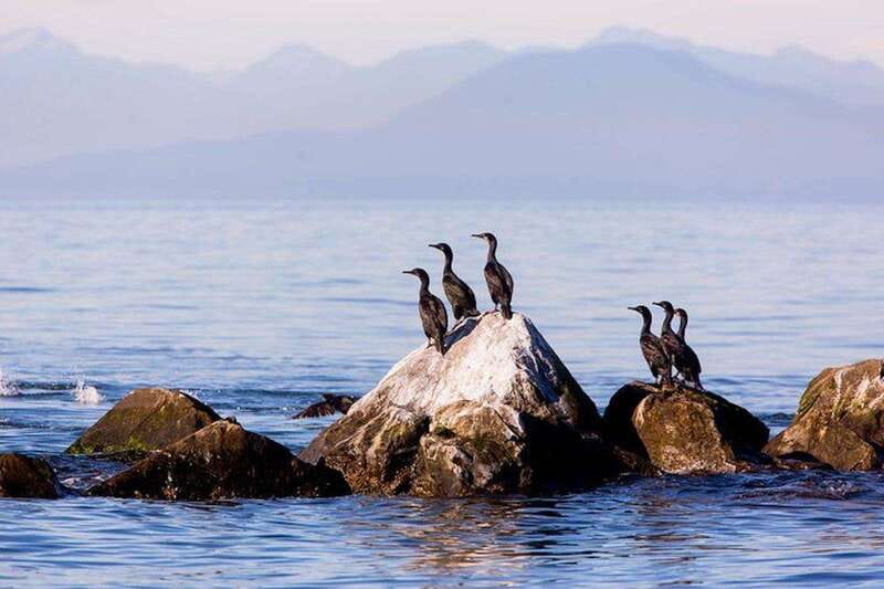 Vancouver, BC: Whale Watching Tour with Guide - The cruise setup: modern vessel, real viewing focus