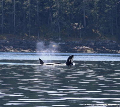 Vancouver, BC: Whale Watching Tour with Guide - What you get before you even spot a whale
