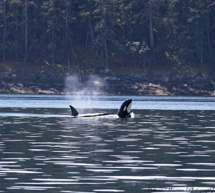 Vancouver, BC: Whale Watching Tour with Guide - Wildlife beyond whales: seals, sea lions, and eagle sightings