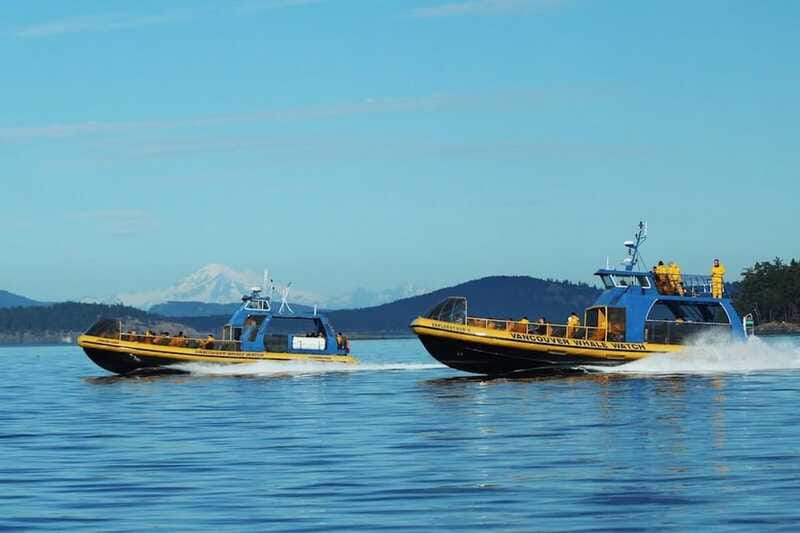 Vancouver, BC: Whale Watching Tour with Guide - Price and value: what $152 buys you in the real world