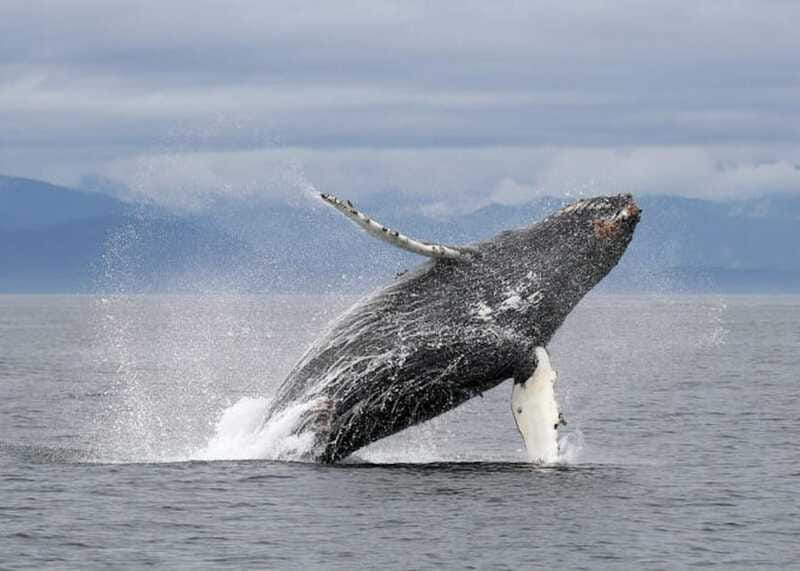 Vancouver, BC: Whale Watching Tour with Guide - Comfort, weather gear, and motion-sickness reality