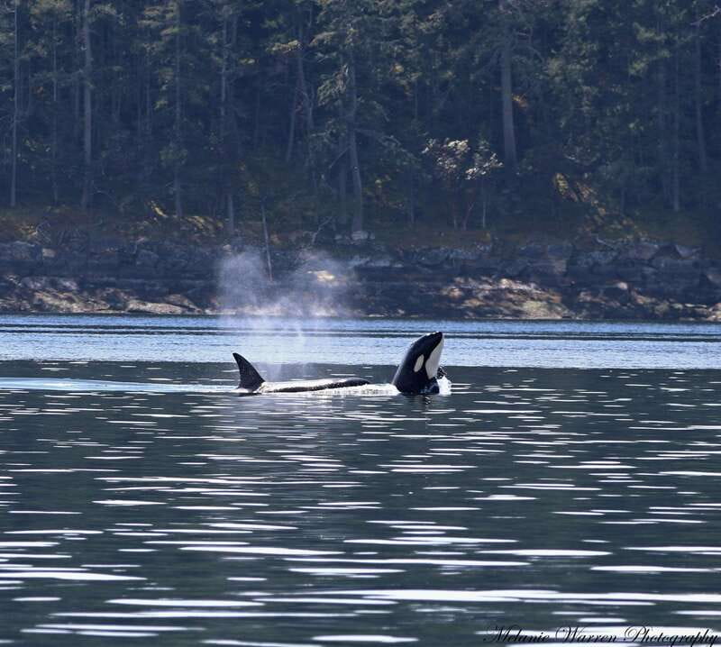 Vancouver, BC: Whale Watching Tour with Guide - What you get before you even spot a whale