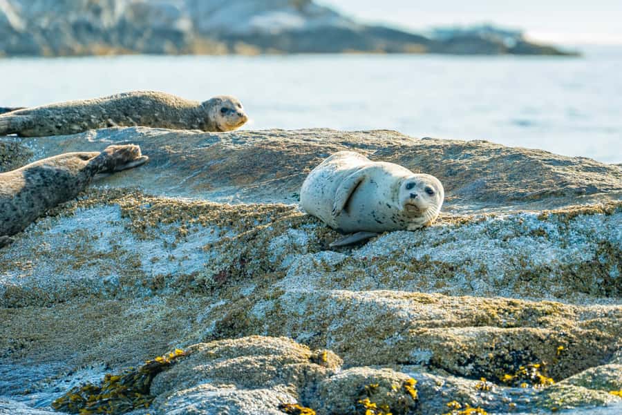 Vancouver: City and Seal Boat Tour - Siwash Rock, Jericho Sailing Centre, and Kitsilano Beach on the way back