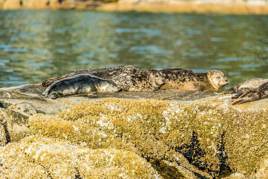 Vancouver: City and Seal Boat Tour - What’s included (and why it affects the value of $71)