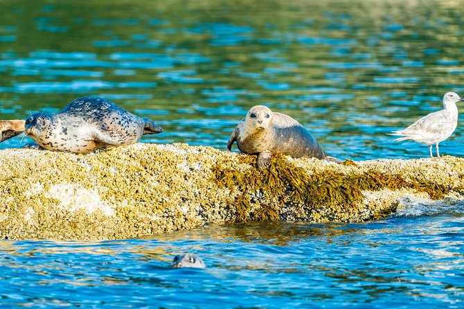 Vancouver City and Seal Colony Scenic Boat Tour - Past Stanley Park and Out Toward Lighthouse Park