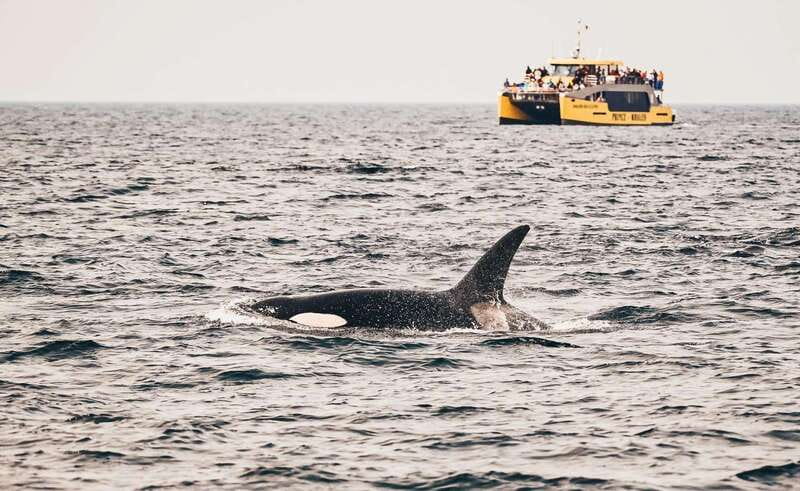 Vancouver: Covered Whale Watching Adventure with Free Photos - Key highlights that make this whale watch worth your time