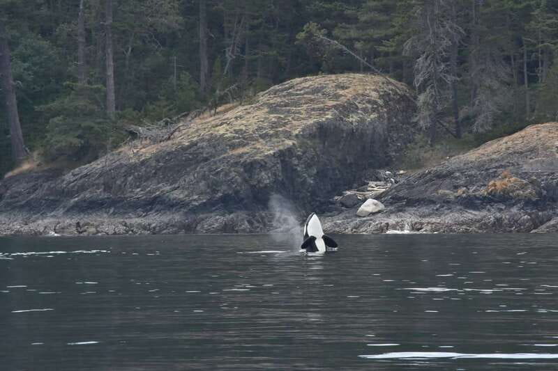 Vancouver: Covered Whale Watching Adventure with Free Photos - The crew’s narration: more than facts, it helps you read the ocean