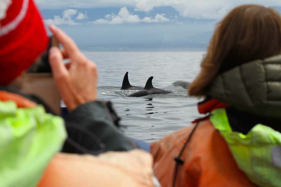 Vancouver: Day Trip to Victoria Seaplane with Whale Watching - Price and value: is $520 worth it?