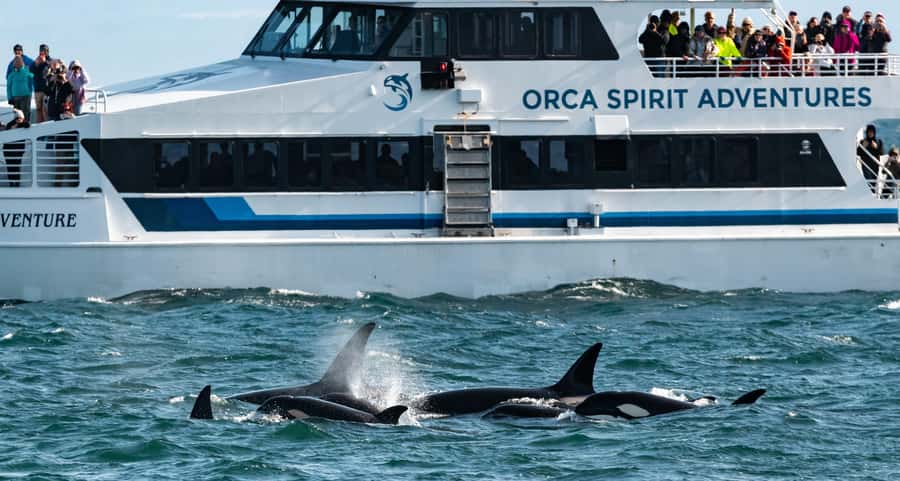 Vancouver: Day Trip to Victoria Seaplane with Whale Watching - Meeting point and timing: the part that can make or break your day