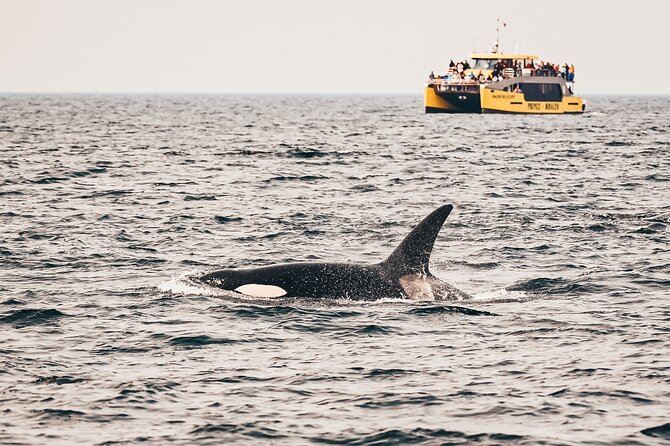 Vancouver Half-Day Whale Watching Adventure with Free Photos - Key Highlights That Matter on This Trip