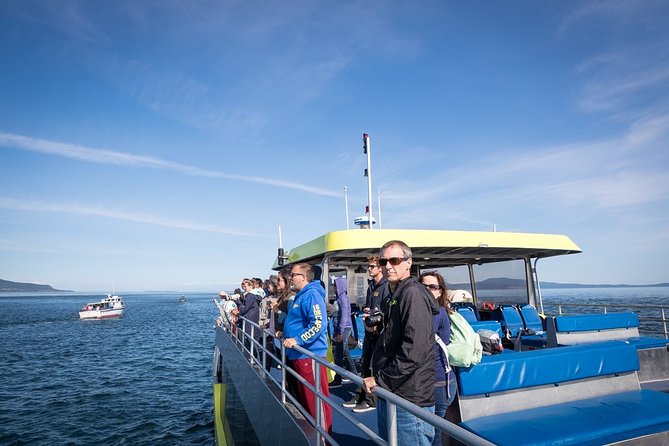Vancouver Half-Day Whale Watching Adventure with Free Photos - Outdoor vs Indoor: How to Dress for This Boat Life