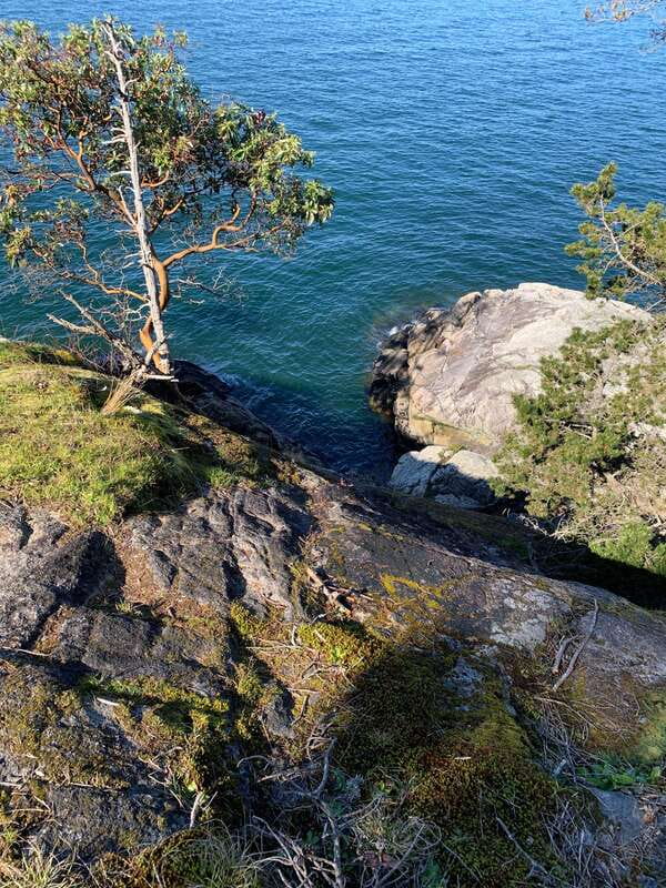 Vancouver: Lighthouse Park Hike - Door-to-door Vancouver pickup and the Lions Gate Bridge drive