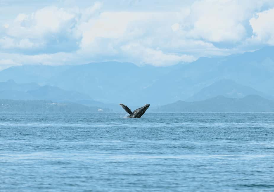 Vancouver: Open-air Whale Watching Tour, Granville Island - The itinerary flow: safety, sail, then wildlife viewing