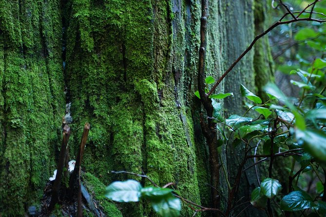 Vancouver Secrets of Stanley Park Walking Tour - Stop 3: Brockton Point Totem Pole and the “what came before” lesson