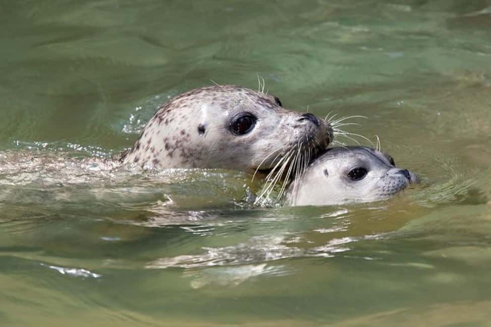 Vancouver: Snorkel, Kayak, and Seal Adventure Boat Tour - The boat ride and timing: where hot soup fits into the day