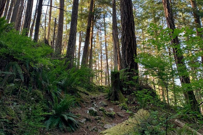 Vancouver Stanley Park 3 Hour Bike Tour - The Seawall stretch: old-growth forest with real city payoff