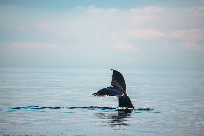 Vancouver Sunset Whale Watching Adventure with Free Photos - Why Granville Island makes this whale trip feel easy