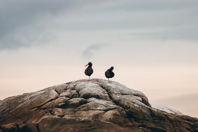 Vancouver Sunset Whale Watching Adventure with Free Photos - Price check: is $193.19 worth it?