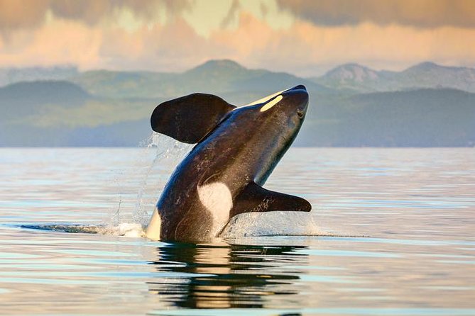 Vancouver-Victoria Day Trip by Seaplane + Whale Watching by Boat - The 35-Minute Flight: Views You Can’t Replace