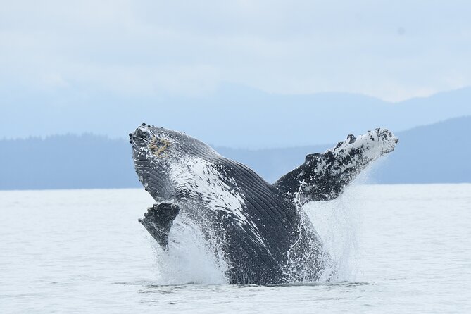 Vancouver's Intimate West Coast Whale Watching Experience - Quick Hits Before You Go