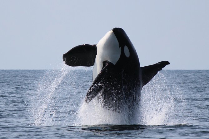 Vancouver's Intimate West Coast Whale Watching Experience - Why This Small-Group Whale Watch Works So Well from Granville Island
