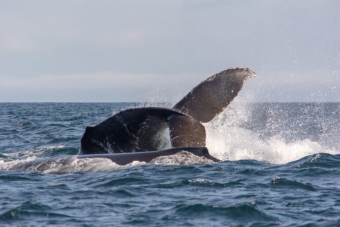 Vancouver's Intimate West Coast Whale Watching Experience - How the Guide Makes the Difference: Marine Biology, Real Explanations, and Q&A Time