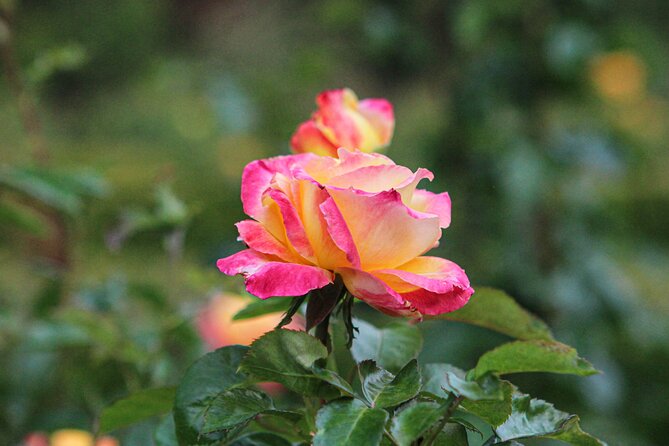 VanDusen Botanical Garden Admission Ticket - The Elizabethan hedge maze: the fun part that steals time