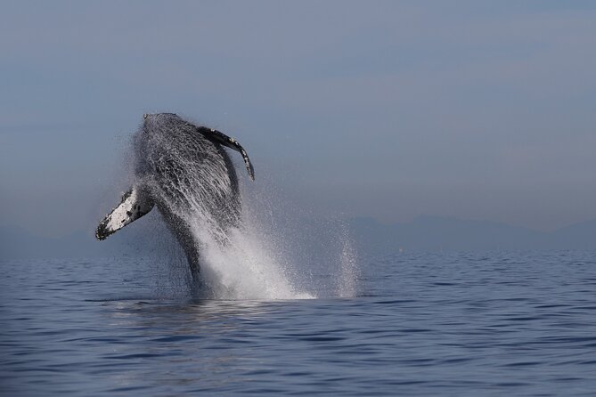 Whale Watching Adventure from Vancouver BC - Key things to know before you go