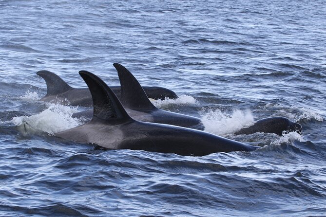Whale Watching Adventure from Vancouver BC - Steveston Seabreeze Adventures: where this whale trip starts