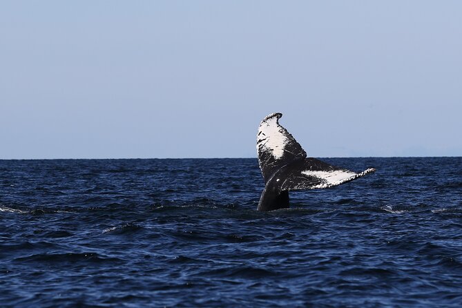 Whale Watching Adventure from Vancouver BC - What you’re looking for: whales, seals, porpoises, and birdlife