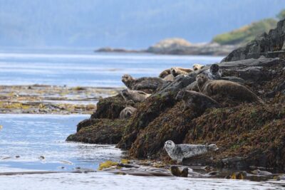 Whale Watching Adventure from Vancouver BC - The route: Georgia Strait and then the Gulf Islands