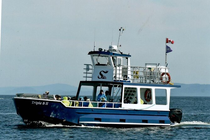 Whale Watching Adventure from Vancouver BC - The guide-and-captain approach: close, but respectful