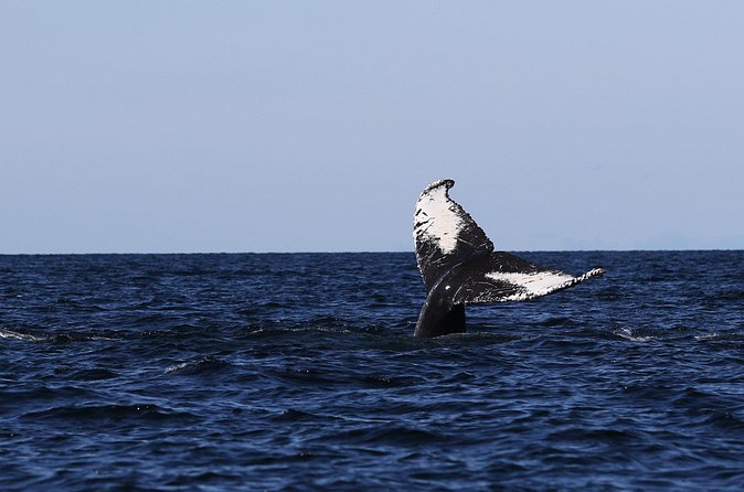 Whale Watching Adventure from Vancouver BC - Boat comfort: staying dry and coping with wind