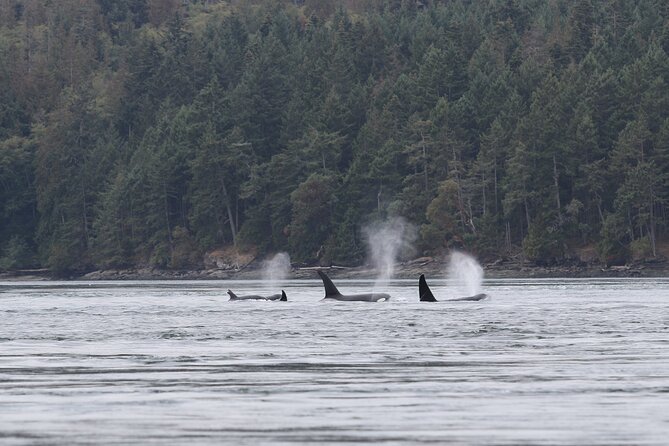 Whale Watching Adventure from Vancouver BC - Photo chances: when the boat is moving, your views get better