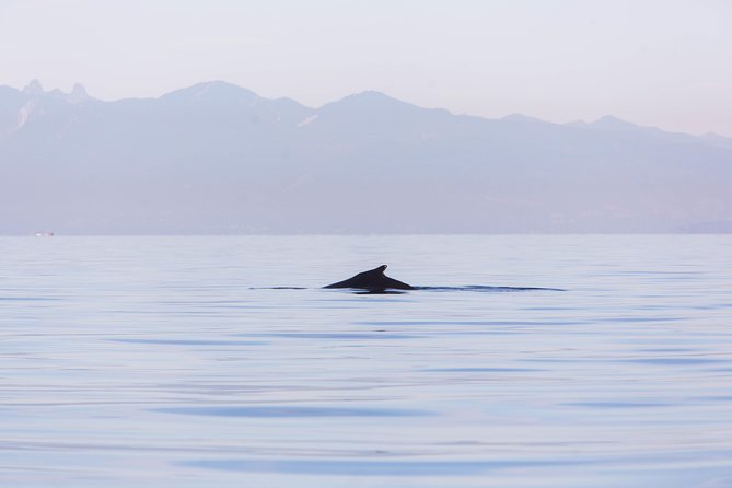 Whale-Watching Tour from Vancouver - Price and value: is $157.09 per person worth it?