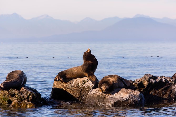Whale-Watching Tour from Vancouver - Boarding the boat: comfort, safety, and where to stand for the best views